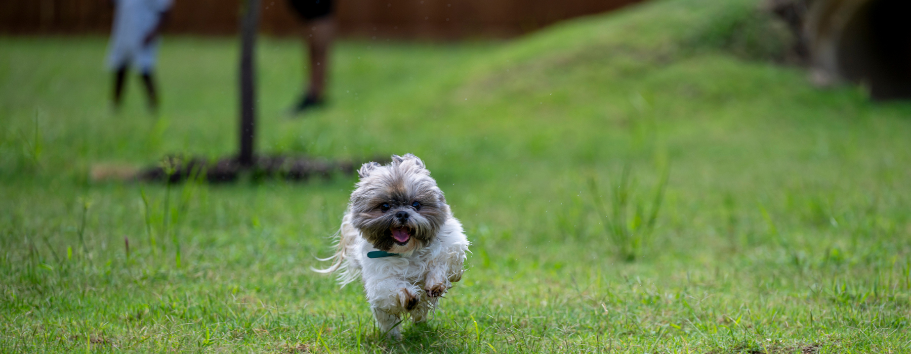 Pet-Friendly Living at Mirella